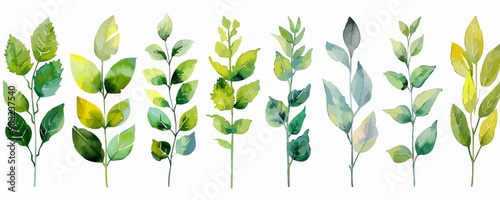 set watercolor arrangements with garden herbs collection leaves branches botanic illustration isolated on white background