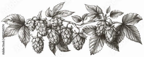 Hops herb plant for brewery of beer. Engraving vintage sketch vector. vector simple illustration