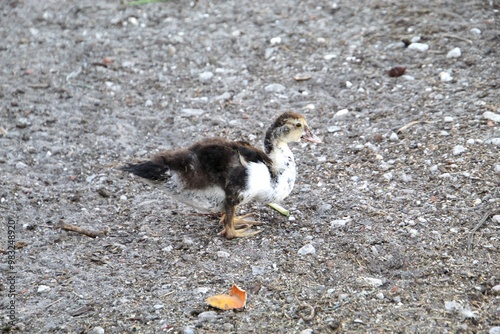 Photography ave pato - anatidae