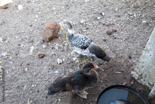 Photography ave pato - anatidae