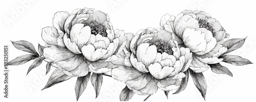 peonie line art sketch black and white. vector simple illustration