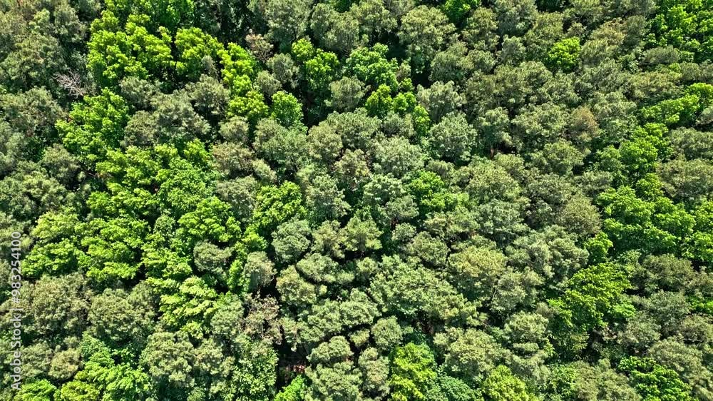 Aerial top view of forest tree. Nature environment. Green tree forest from top, 4k. Summer green tree top in forest. Natural scenery of green forest aerial landscape. Nature landscape