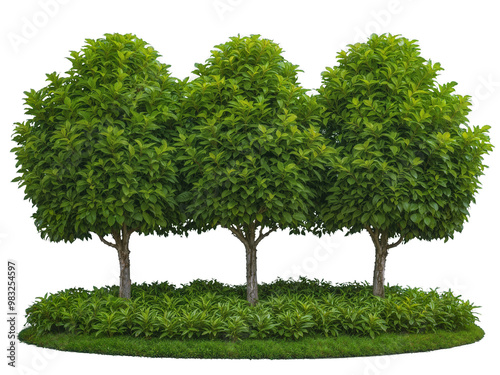 Green park botanical garden with a row of three sculpted ornamental trees and dense ground cover isolated on transparent background, perfect for botanical gardening, landscape design. Generative AI