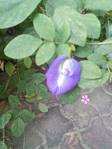 Clitoria Ternatea, Aparajita Flower, commonly known as Asian Pigeonwings, Nilkantha, Butterfly Pea, is a plant species belonging to the family Fabaceae. photo