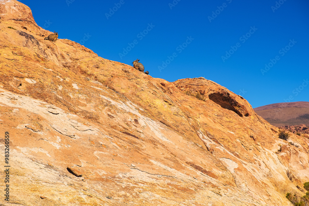 Rabbits on a rocky mountain in a Bolivian desert Rabbits on a rocky mountain in a Bolivian desert