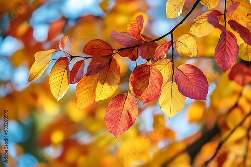 Autumn Leaves Changing Colors, Fall Foliage Branch Macro