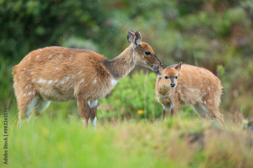 Fototapeta premium deer in the grass