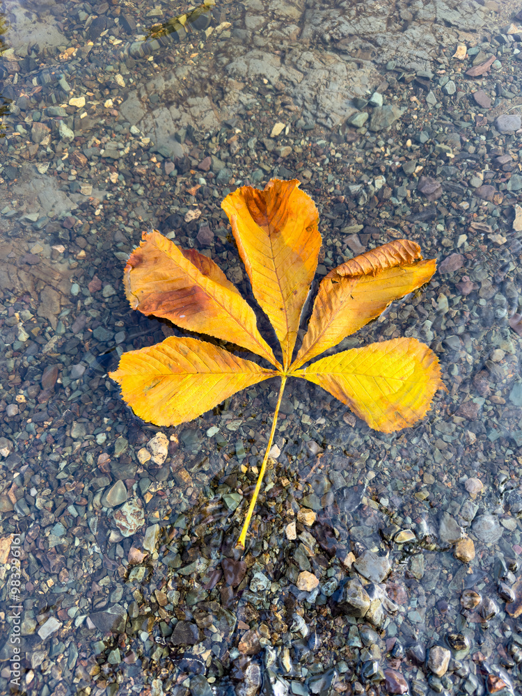 A single horse chestnut tree leaf lays on an asphalt sidewalk. Its long canoe-shaped leaf has a prominent lance-shaped tip and hooked teeth around the edge. The yellow leaf is dried with yellow edging A single horse chestnut tree leaf lays on an asphalt sidewalk. Its long canoe-shaped leaf has a prominent lance-shaped tip and hooked teeth around the edge. The yellow leaf is dried with yellow edging