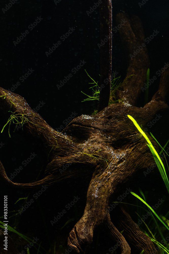 roots of a tree in water roots of a tree in water