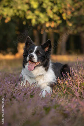 Happy Border Collie Lies Down in Pink Heather. Adorable Vertical Portrait of Black and White Dog in the Afternoon. Pet Smiles Outside in Beautiful Nature.