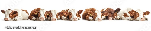 cows isolated on white background photo