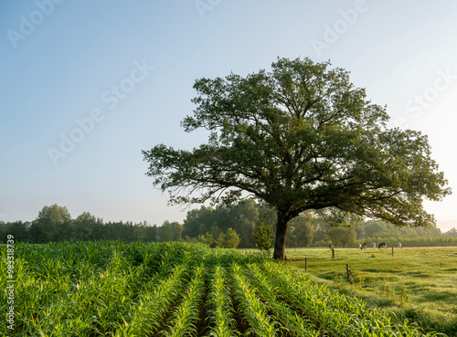 corn field in dutch achterhoek near doetinchem under blue summer sky photo