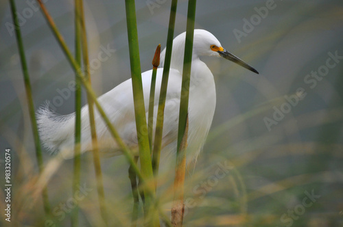 Beautiful white heron among the plants photo