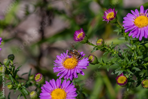 A single Drone fly (Eristalis tenax) on Michaelmas daisies (Aster). photo