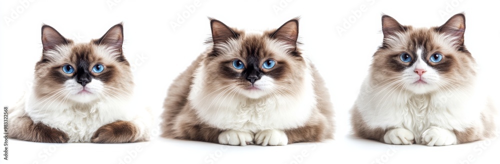 cat isolated on white background cat isolated on white background