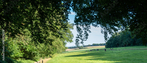 grazing cows in berg en dal near nijmegen in the netherlands photo