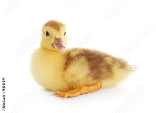 Cute duckling on white back...