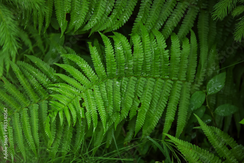 Green fern leaves in forest...