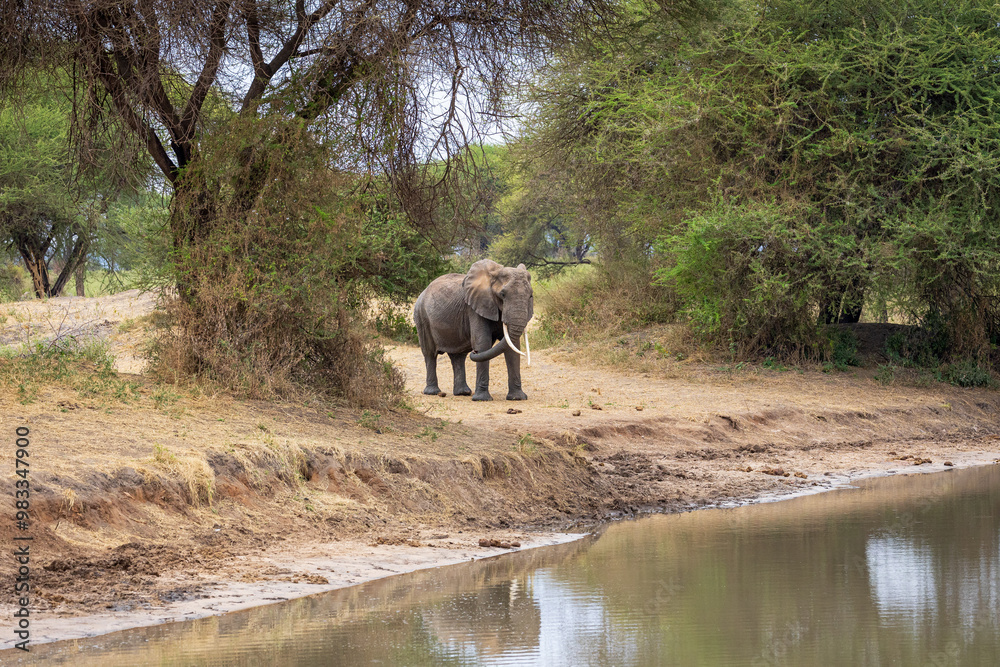 Obraz premium Photo of an elephant headed to the water in Tarangire national park in Tanzania, Africa