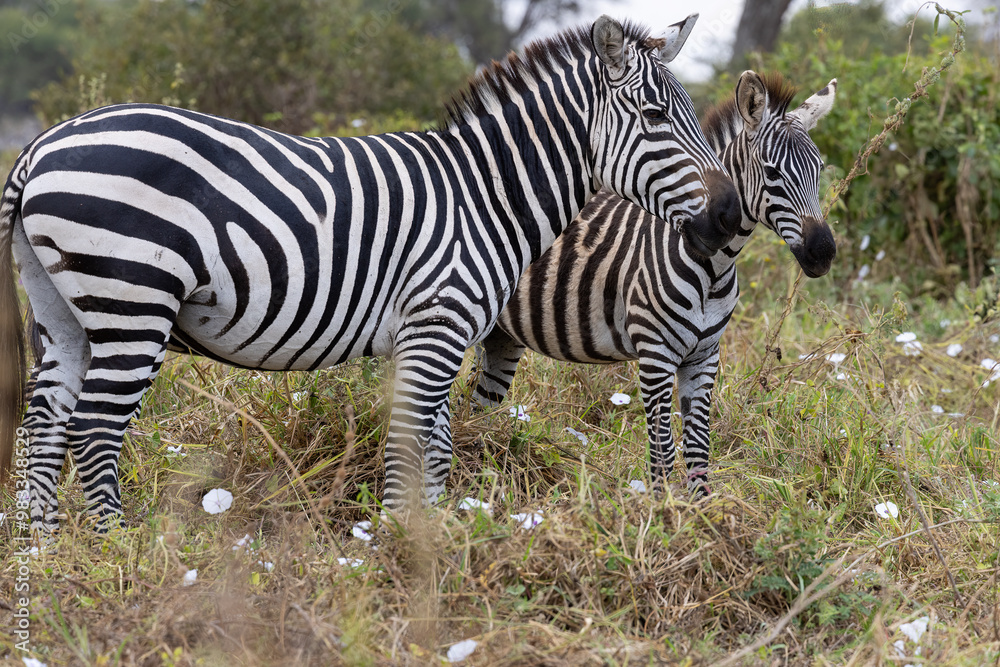 Close up photo of two zebras in Tarangire National Park in Tanzania, Africa Close up photo of two zebras in Tarangire National Park in Tanzania, Africa
