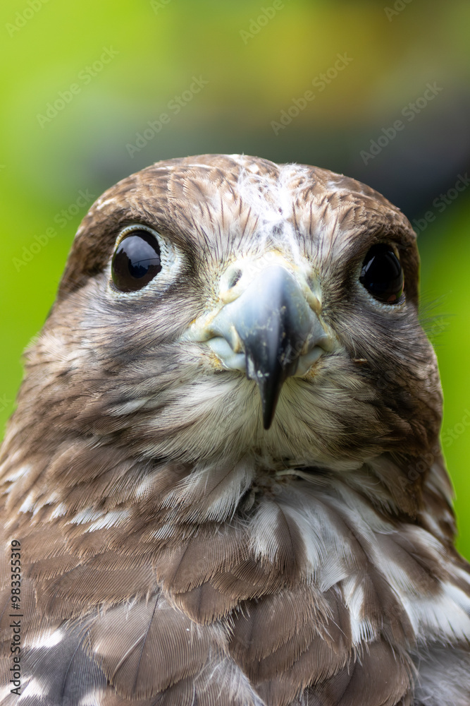 Gyrfalcon (Falco rusticolus), common in Arctic and sub-Arctic regions of North America and Eurasia
