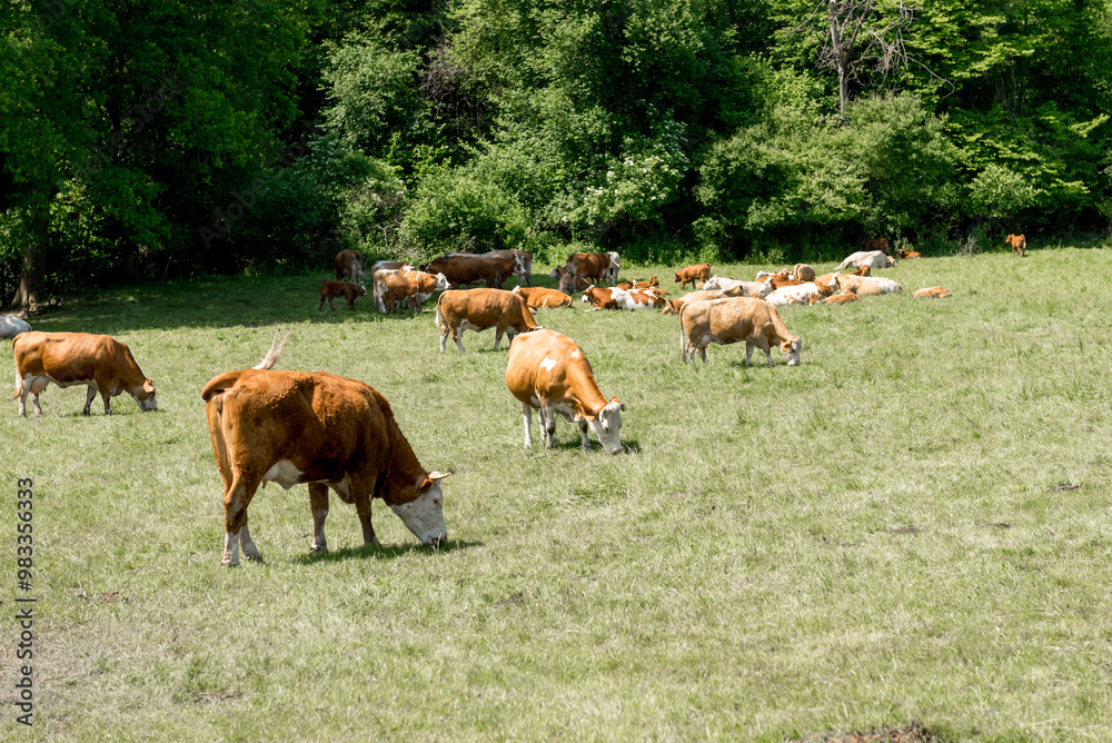Cattle cow grazing on farmland. Grazing Cows in a Meadow with Grass. Cattle cow grazing on farmland. Grazing Cows in a Meadow with Grass.