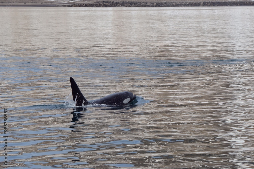 Fototapeta premium Orca male surfacing in Grundarfjörður, Iceland