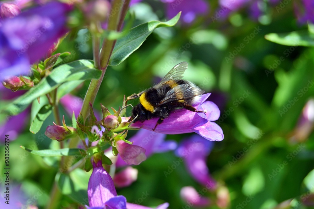 Amazing bumblebee on a flower, England Amazing bumblebee on a flower, England