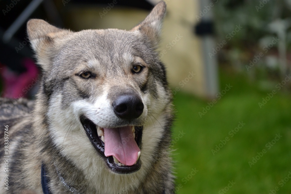Wolf dog at the Wild Fair, Oxford Wolf dog at the Wild Fair, Oxford