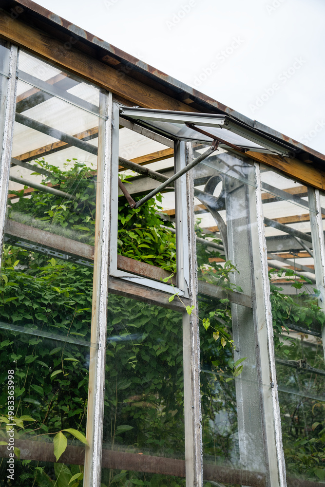 Obraz premium Open window vents in greenhouse for ventilation with tropical plants and flowers. Caring for rare plants, maintaining microclimate, optimal growing conditions, cultivation in hothouse