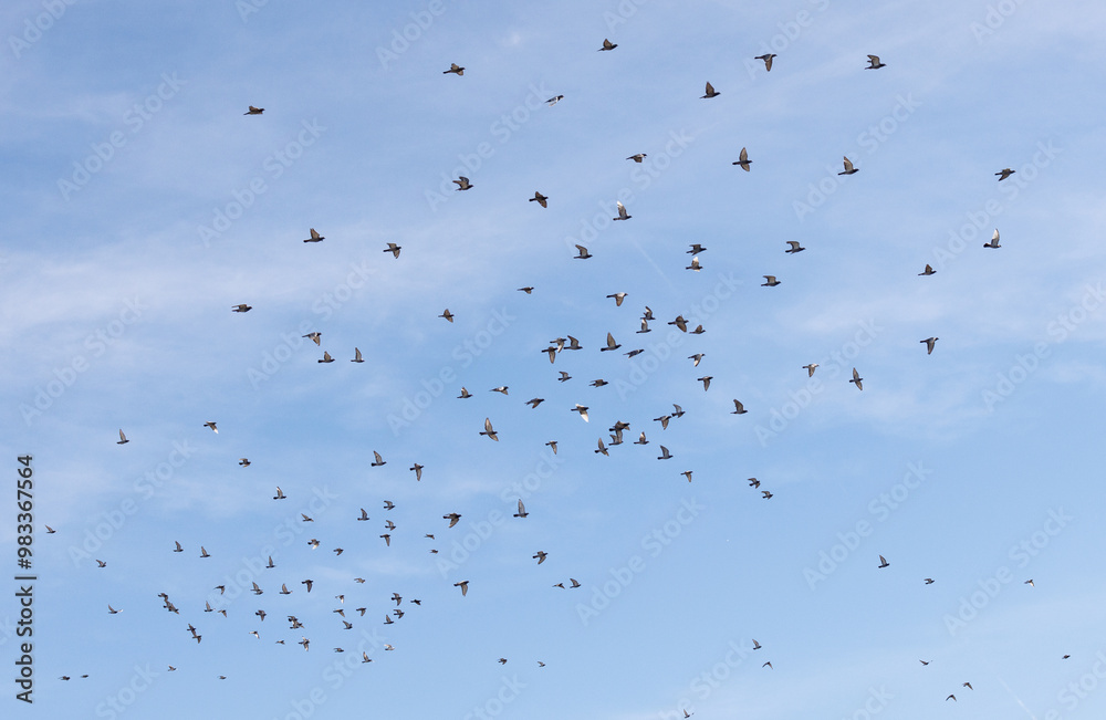 flock of birds flock of birds