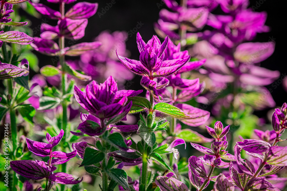 Obraz premium Beautiful blue salvia viridis flowers with leaves in a garden