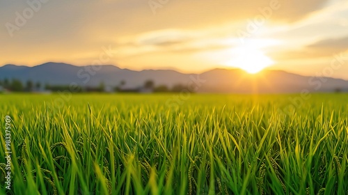 A close-up of rice fields with the sun setting in the background, creating a warm and inviting atmosphere