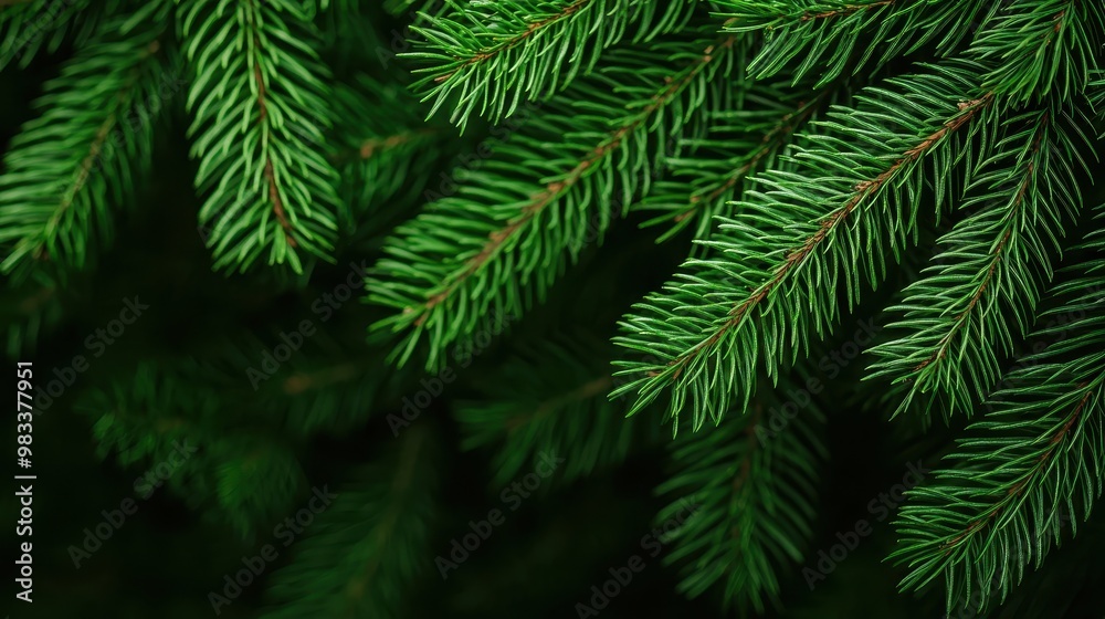 Green Fir Tree Branches Close Up Nature Texture Background Green Fir Tree Branches Close Up Nature Texture Background