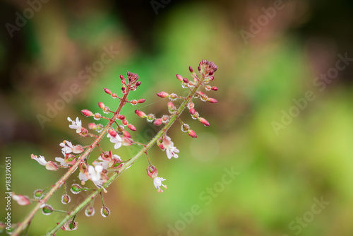 Enchanters nightshade, Circaea lutetiana.
