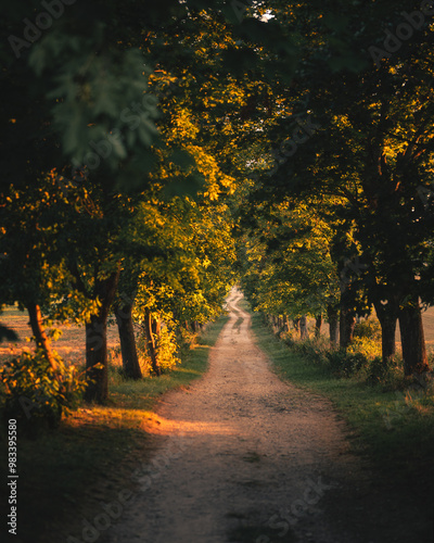 Pathway in the forest in au...