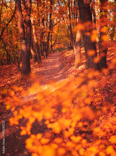 Pathway in the forest in autumn