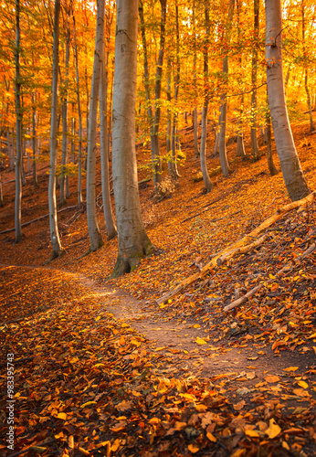 Pathway in the forest in autumn