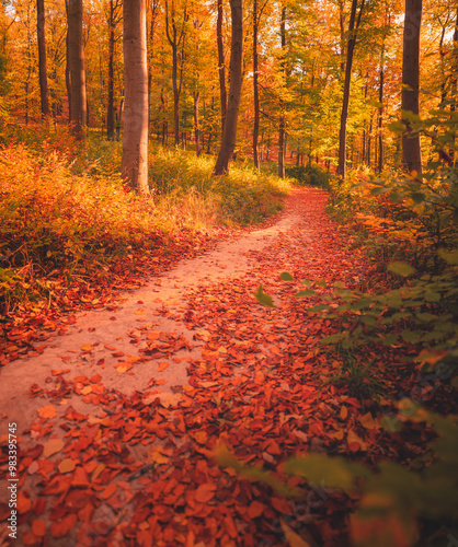 Pathway in the forest in au...