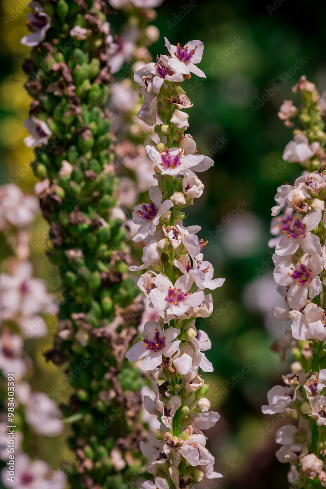 Flowers of a nettle-leaved mullein, Verbascum chaixii Flowers of a nettle-leaved mullein, Verbascum chaixii