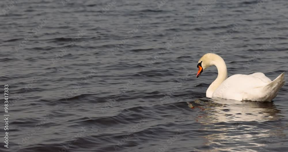A white swan swims on the lake in early spring, a lone swan swims on the lake in April A white swan swims on the lake in early spring, a lone swan swims on the lake in April