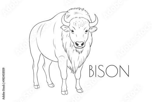 Illustration of a Animal - Bison, Mammalia