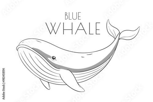 Illustration of a Animal - Blue Whale, Mammalia