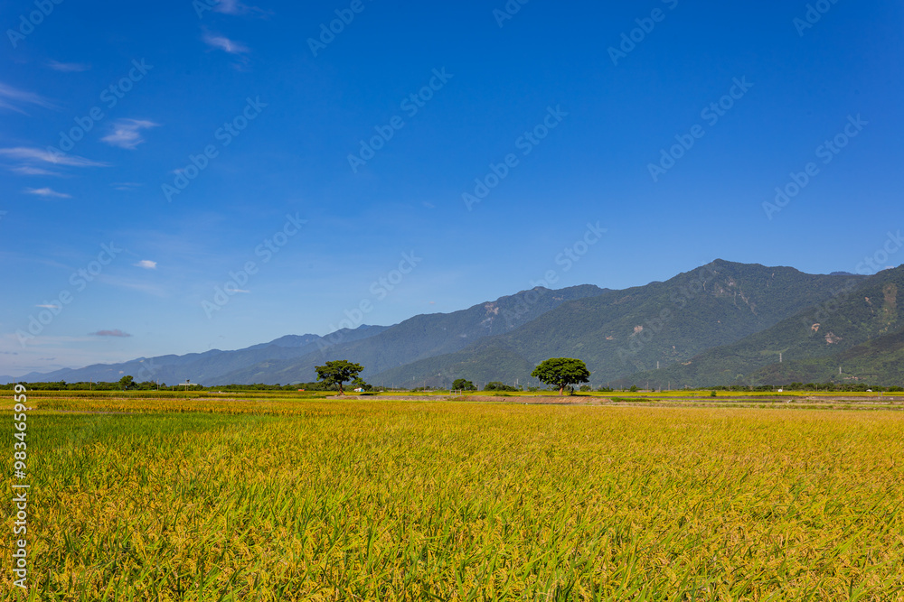 Sunny view of the beautiful rice paddy field at Chishang Sunny view of the beautiful rice paddy field at Chishang