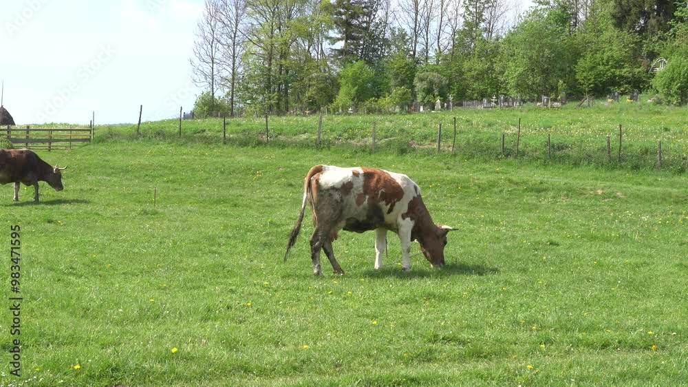 Beige cow at the meadow on the farm, summer day Beige cow at the meadow on the farm, summer day