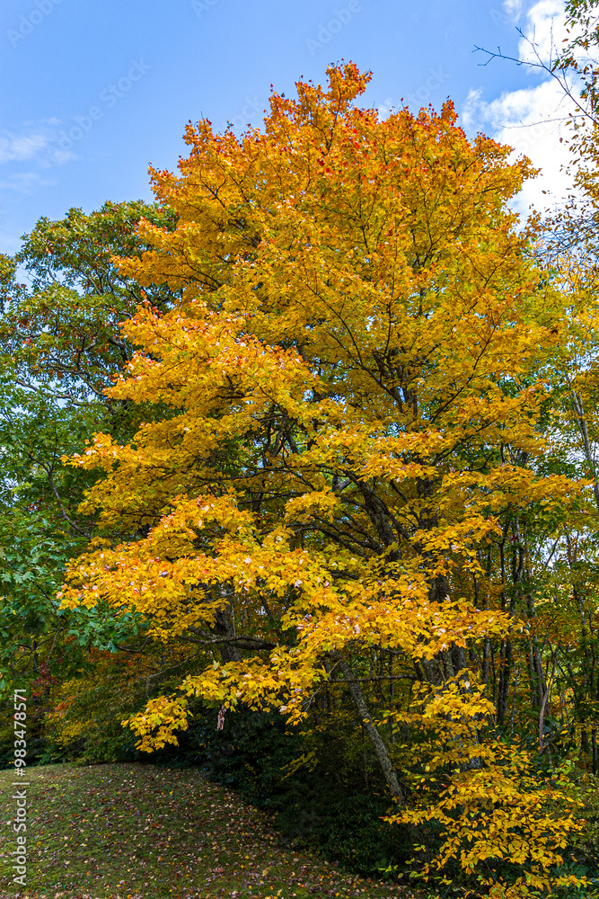 Beautiful autumn foliage along the Blue Ridge Parkway. Beautiful autumn foliage along the Blue Ridge Parkway.