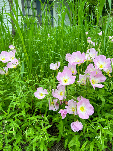 Pink Buttercups blooming in the garden