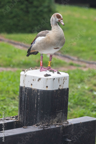 Obraz na płótnie bird, goose w salonie
