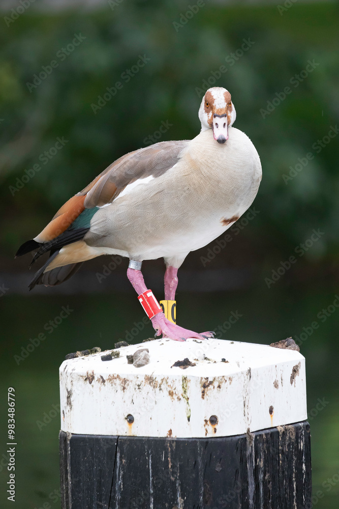 bird, goose