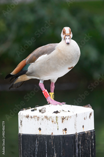bird, goose